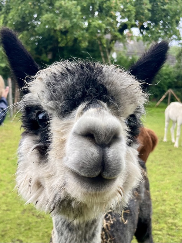 Aurora, das grau-schwarze Alpaka, schaut direkt in die Kamera
