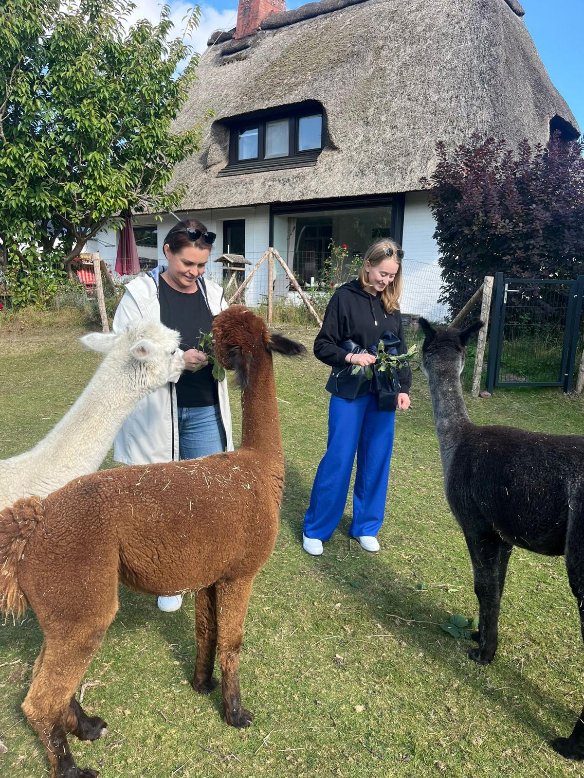 Besucherinnen beim Meet & Greet mit den Alpakas auf der Wiese