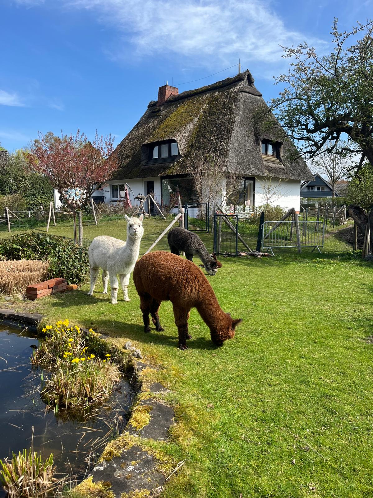 Entspannte Auszeit am Teich mit den Alpakas