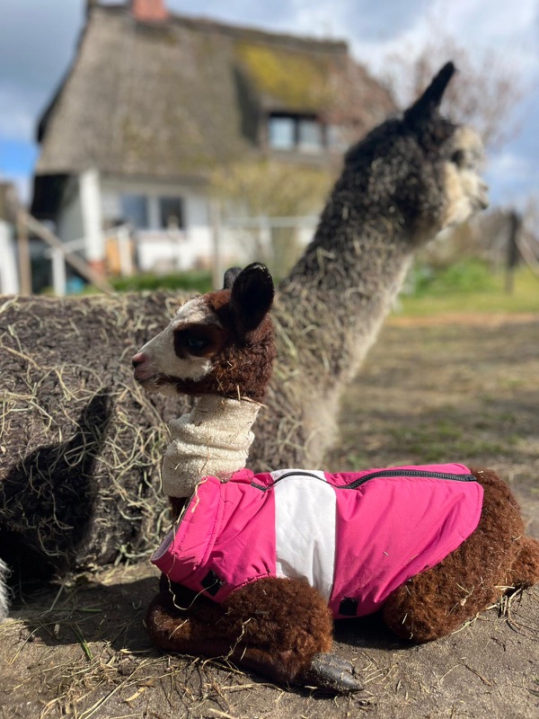 Alma, das kleine Alpaka-Fohlen