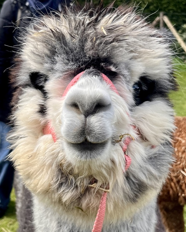 Aurora, das grau-schwarze Alpaka, schaut direkt in die Kamera
