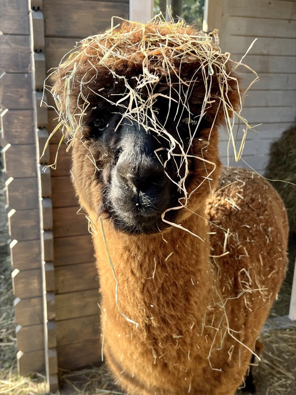 Bonnie, das braune Alpaka, schaut direkt in die Kamera