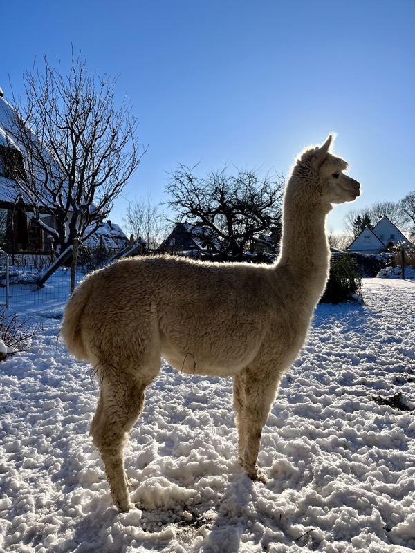 Maia, das weiße Alpaka, im Profil im Sonnenlicht
