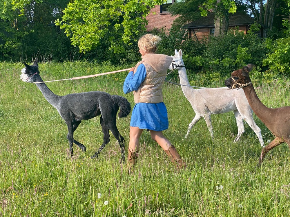 Maren mit einem Alpaka auf der Wiese